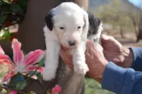 processed/732a1749-41a6-49cc-8075-9c52d658297e/listing/6914307d-010e-45a9-ba25-d56bd4e45723/697f02f5-147a-4d41-aa78-f1af778337fa