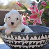 LuLu-Reduced price, a female Sheepadoodle for sale in Phoenix, AZ – Photo 2 of 6