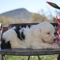 LuLu-Reduced price, a female Sheepadoodle for sale in Phoenix, AZ – Photo 5 of 6