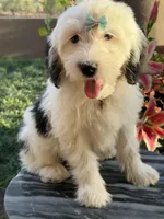 Shasta, a female Sheepadoodle for sale in Phoenix, AZ – Photo 2 of 8