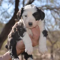 Rain-Reduced price, a female Sheepadoodle for sale in Phoenix, AZ – Photo 3 of 3