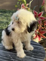 Shasta, a female Sheepadoodle for sale in Phoenix, AZ – Photo 5 of 8