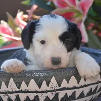 Rain-Reduced price, a female Sheepadoodle for sale in Phoenix, AZ – Photo 1 of 3