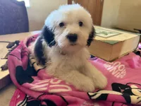 Shasta, a female Sheepadoodle for sale in Phoenix, AZ – Photo 4 of 8