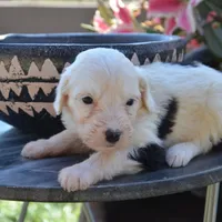 LuLu-Reduced price, a female Sheepadoodle for sale in Phoenix, AZ – Photo 1 of 6