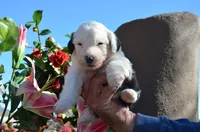 processed/732a1749-41a6-49cc-8075-9c52d658297e/listing/6914307d-010e-45a9-ba25-d56bd4e45723/b0a1bc76-7cfe-45e5-a7e7-da61b50bd06f