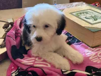 Shasta, a female Sheepadoodle for sale in Phoenix, AZ – Photo 7 of 8
