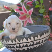 LuLu-Reduced price, a female Sheepadoodle for sale in Phoenix, AZ – Photo 4 of 6