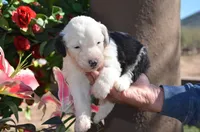 processed/732a1749-41a6-49cc-8075-9c52d658297e/listing/6914307d-010e-45a9-ba25-d56bd4e45723/eff0b213-90e9-4ea6-aefb-6badcca0a931