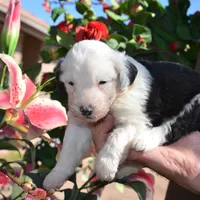 Shasta-Reduced price, a female Sheepadoodle for sale in Phoenix, AZ – Photo 4 of 4