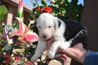 processed/732a1749-41a6-49cc-8075-9c52d658297e/listing/6914307d-010e-45a9-ba25-d56bd4e45723/f13fadd4-33df-4b5e-b986-33d5702e62de