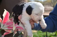 processed/732a1749-41a6-49cc-8075-9c52d658297e/listing/6914307d-010e-45a9-ba25-d56bd4e45723/fe8f67ec-927c-4968-a4d1-7e8855c76faf