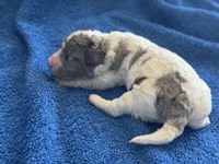 Kiwi micro Miniture, a male Old English Sheepdog and Poodle - Toy  for sale in Phoenix, AZ – 5 of 8