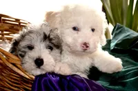 Casper Micro Mini Blue Eyes Reduced, a male Old English Sheepdog and Poodle - Toy  for sale in Phoenix, AZ – 5 of 9