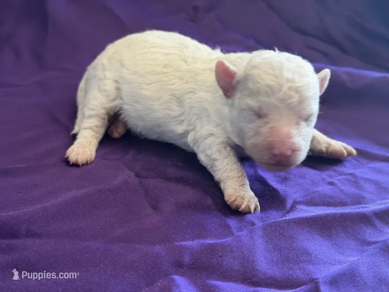 Casper Micro Miniture, a male Old English Sheepdog and Poodle - Toy  for sale in Phoenix, AZ – 1 of 6