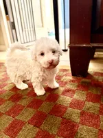 Sugar Micro Mini Doodle  with Blue Eyes, a male Old English Sheepdog and Poodle - Toy  for sale in Phoenix, AZ – 5 of 5