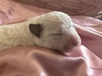 Snow Flake Micro Mini, a female Old English Sheepdog and Poodle - Toy  for sale in Phoenix, AZ – 1 of 5