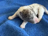 Kiwi micro Miniture, a male Old English Sheepdog and Poodle - Toy  for sale in Phoenix, AZ – 3 of 8