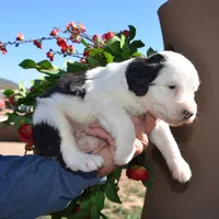 Basil-Reduced price, a male Sheepadoodle for sale in Phoenix, AZ – Photo 5 of 5