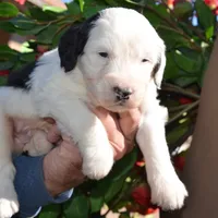 Basil-Reduced price, a male Sheepadoodle for sale in Phoenix, AZ – Photo 1 of 5