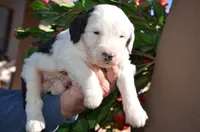 processed/732a1749-41a6-49cc-8075-9c52d658297e/listing/70245732-9684-4b59-867a-f109ed0bedcf/6af43a4d-f99d-4a47-894e-5d515c45847f