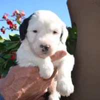 Basil-Reduced price, a male Sheepadoodle for sale in Phoenix, AZ – Photo 3 of 5