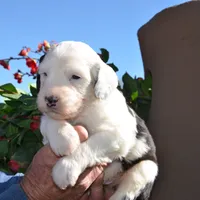 Basil-Reduced price, a male Sheepadoodle for sale in Phoenix, AZ – Photo 4 of 5