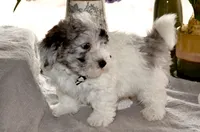 Yogi Micro Miniture Sheepadoodle reduced, a male Sheepadoodle for sale in Phoenix, AZ – 2 of 5