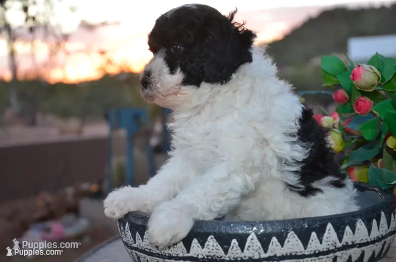 Luna – Sheepadoodle, Poodle - Standard  puppy for sale in New River, AZ