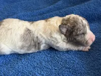Kiwi Micro Mini, a male Poodle - Toy  and Sheepadoodle for sale in Phoenix, AZ – 3 of 8