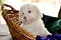 Casper Micro Mini Blue Eyes Reduced, a male Old English Sheepdog and Poodle - Toy  for sale in Phoenix, AZ – 3 of 9