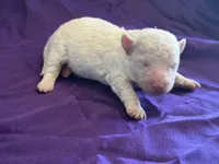 Casper Micro Mini, a male Poodle - Toy  and Sheepadoodle for sale in Phoenix, AZ – 3 of 6