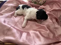 Luna, a female Sheepadoodle and Poodle - Standard  for sale in Phoenix, AZ – 4 of 6