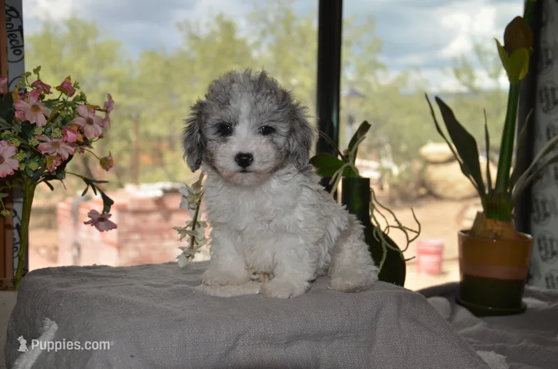 Kiwi micro Miniture – Old English Sheepdog, Poodle - Toy  puppy for sale in Phoenix, AZ