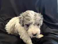 Kiwi Micro Mini Sheepadoodle, a male Poodle - Toy  and Sheepadoodle for sale in Phoenix, AZ – 2 of 10