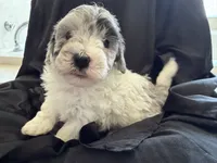 Yogi Micro Mini Sheepadoodle , a male Poodle - Toy  and Sheepadoodle for sale in Phoenix, AZ – 7 of 8