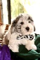 Yogi Micro Mini Sheepadoodle Reduced, a male Old English Sheepdog and Poodle - Miniature  for sale in Phoenix, AZ – 2 of 5
