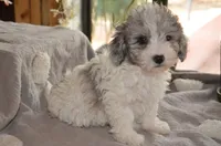 Kiwi micro Miniture, a male Old English Sheepdog and Poodle - Toy  for sale in Phoenix, AZ – 6 of 7