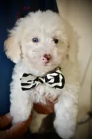 Casper Micro Mini Blue Eyes Reduced, a male Old English Sheepdog and Poodle - Toy  for sale in Phoenix, AZ – 4 of 9
