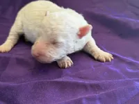 Casper Micro Miniture, a male Old English Sheepdog and Poodle - Toy  for sale in Phoenix, AZ – 2 of 6