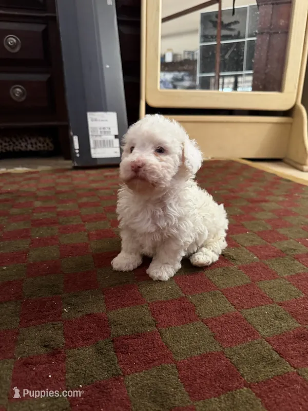 Sugar Micro Mini Doodle  with Blue Eyes – Old English Sheepdog, Poodle - Toy  puppy for sale in Phoenix, AZ