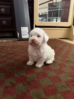 Sugar Micro Mini Doodle  with Blue Eyes, a male Old English Sheepdog and Poodle - Toy  for sale in Phoenix, AZ – 1 of 5