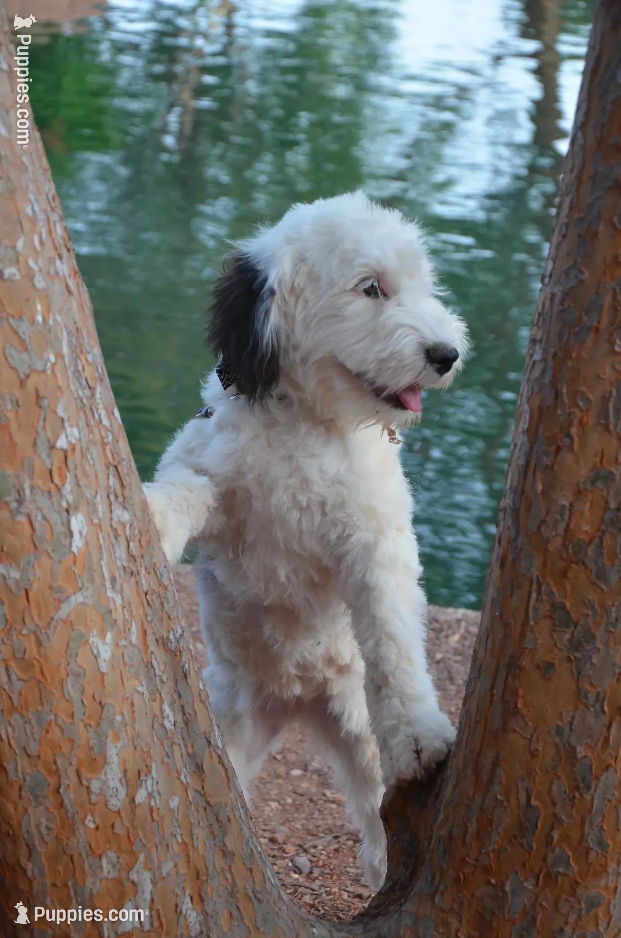 Shasta Mini Sheepadoodle, a female Sheepadoodle for sale in Phoenix, AZ – 7 of 9