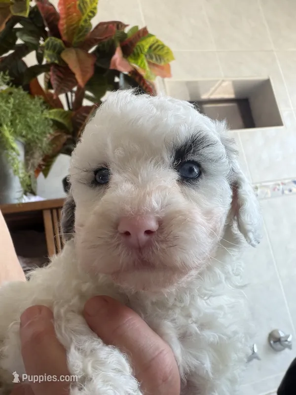 Snowflake Micro Mini / Blue Eyes – Poodle - Toy , Sheepadoodle puppy for sale in Phoenix, AZ