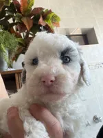 Snowflake Micro Mini / Blue Eyes, a female Poodle - Toy  and Sheepadoodle for sale in Phoenix, AZ – 1 of 9