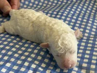 Sugar Micro Mini, a male Old English Sheepdog and Poodle - Toy  for sale in Phoenix, AZ – 4 of 10