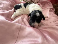 Luna, a female Sheepadoodle and Poodle - Standard  for sale in Phoenix, AZ – 6 of 6