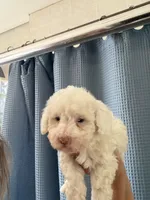 Sugar Micro Mini Doodle with Blue Eyes, a male Poodle - Toy  and Sheepadoodle for sale in Phoenix, AZ – 6 of 6
