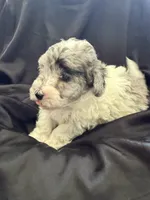 Yogi Micro Miniture Sheepadoodle, a male Old English Sheepdog and Poodle - Toy  for sale in Phoenix, AZ – 6 of 8