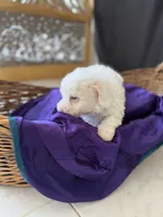 Casper Micro Mini Doodle with Blue Eyes, a male Old English Sheepdog and Poodle - Toy  for sale in Phoenix, AZ – 5 of 5